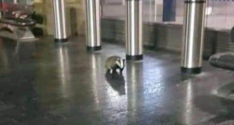 The badger was photographed at Sheffield Station.
