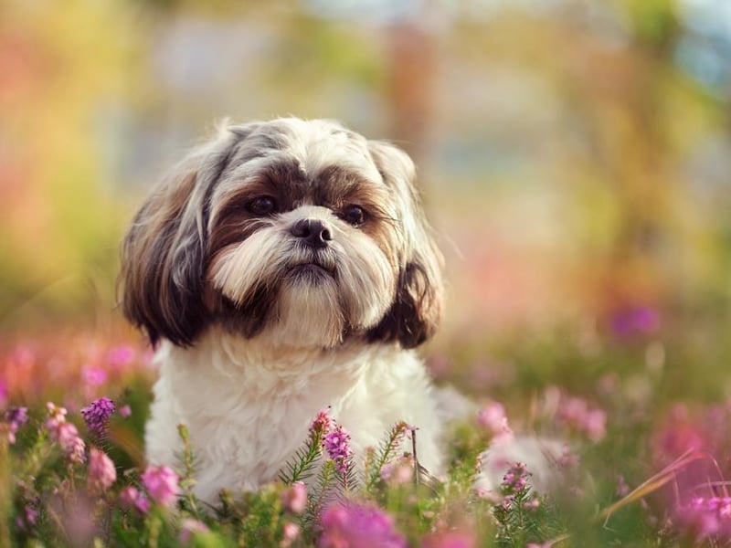 The Shih Tzu ranked as the most popular dog in the Philippines.