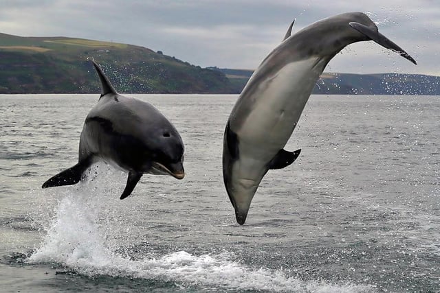 Dolphins can regularly be seen off the coast of Berwick and Spittal beaches as well as Berwick lighthouse in Northumberland. Around 146 dolphins in total were spotted across seven sightings since July 19, more than any other area in the North East.