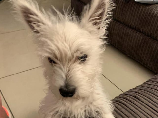 Another Cooper, this time belonging to Fiona Leslie