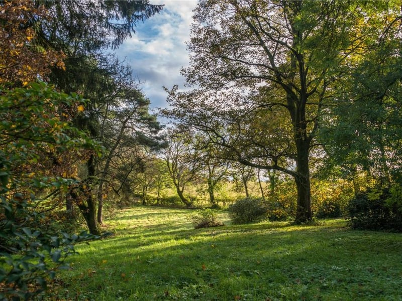 Woodland.