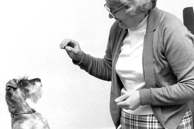 Miniature Schnauzer, Jess, got two mentions at Crufts in 1975. Jess is pictured with Mary Peel, mother of 15-year-old Susan Peel, the dog's owner.