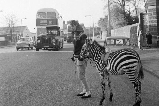 Edinburgh zoo keeper Grace Forrest walking Tot the zebra on Corstorphine streets in November 1964