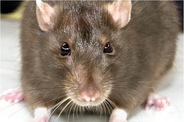 A Sheffield dad-of-two was told he would have to wait up to six weeks for his housing provider, Together Housing, to come out and help him with his rat infestation.