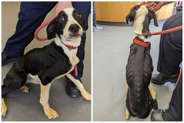 Tina is a Spaniel cross and was found in an emaciated condition