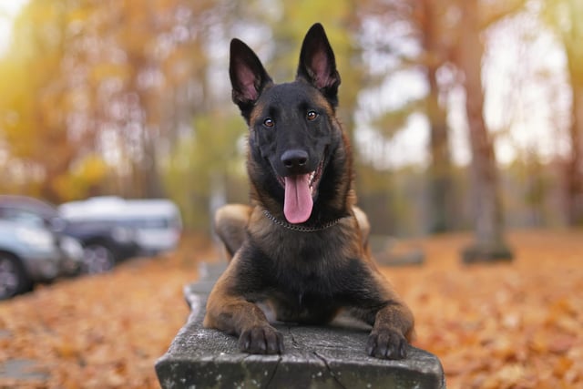 The Belgian Malinois is a smart, confident, and versatile breed who form a strong bond with their human partner (Photo: Shutterstock)
