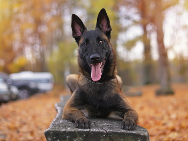 The Belgian Malinois is a smart, confident, and versatile breed who form a strong bond with their human partner (Photo: Shutterstock)