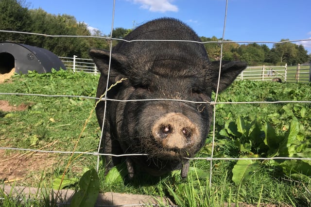 Meet Brooke the pig, who came to the sanctuary in 2015 having been kept as a youngster in a very small cage without piggy company.  Initially paired with older pig Simon, since being widowed in 2019, she’s now ‘dating’ gorgeous younger kune kune pig Boris, but they’re taking it steady as Brooke is a bit hormonal now as an older lady.  Being pigopausal has put her off some of her food so she has to be gently reminded to eat with a little bit of cheese, her favourite snack.