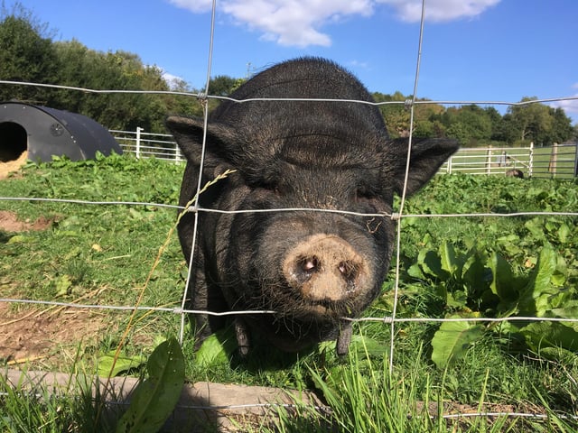 Meet Brooke the pig, who came to the sanctuary in 2015 having been kept as a youngster in a very small cage without piggy company.  Initially paired with older pig Simon, since being widowed in 2019, she’s now ‘dating’ gorgeous younger kune kune pig Boris, but they’re taking it steady as Brooke is a bit hormonal now as an older lady.  Being pigopausal has put her off some of her food so she has to be gently reminded to eat with a little bit of cheese, her favourite snack.