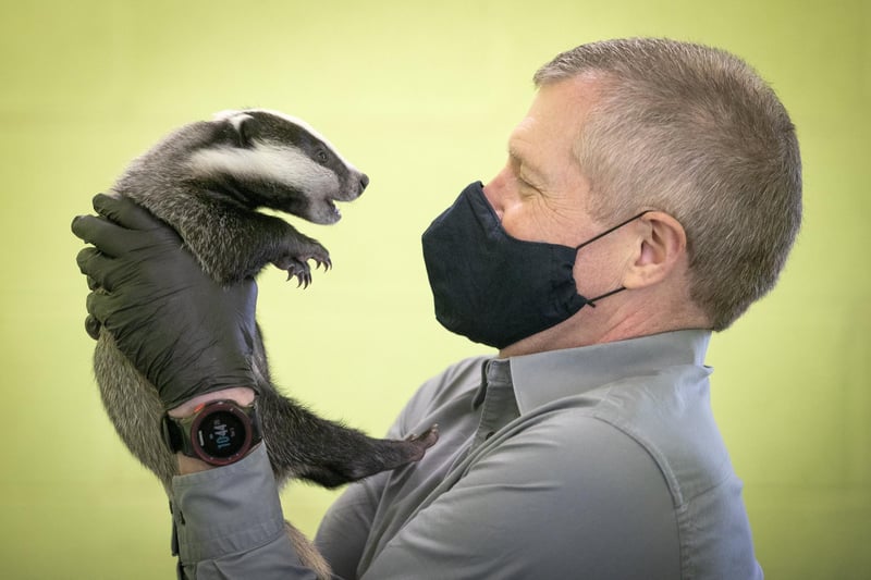 Scottish Liberal Democrat leader Willie Rennie handles a six-week-old badger during a visit to the SSPCA National Wildlife Rescue Centre at Fishcross near Alloa, during campaigning for the Scottish Parliamentary election. Picture date: Saturday April 3, 2021.