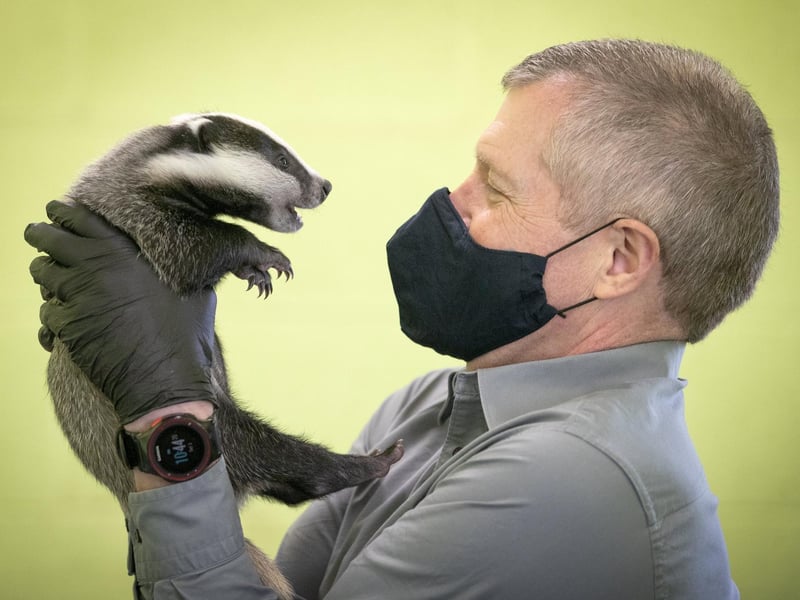 Scottish Liberal Democrat leader Willie Rennie handles a six-week-old badger during a visit to the SSPCA National Wildlife Rescue Centre at Fishcross near Alloa, during campaigning for the Scottish Parliamentary election. Picture date: Saturday April 3, 2021.