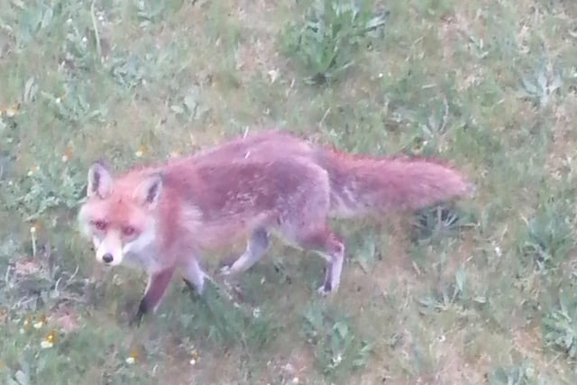 Jo Snow says: "Mr Fox still awake in the early hours."