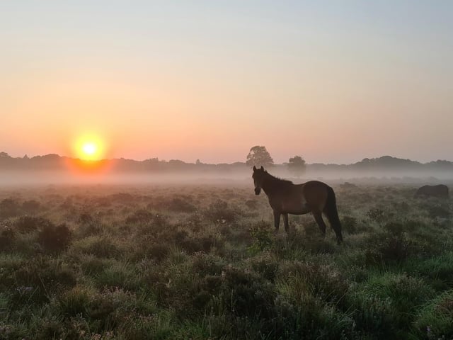 In the New Forest local authority, 82,080 people over the age of 40 have had a third vaccination. This is estimated to be 72.9 per cent of the local authority population.