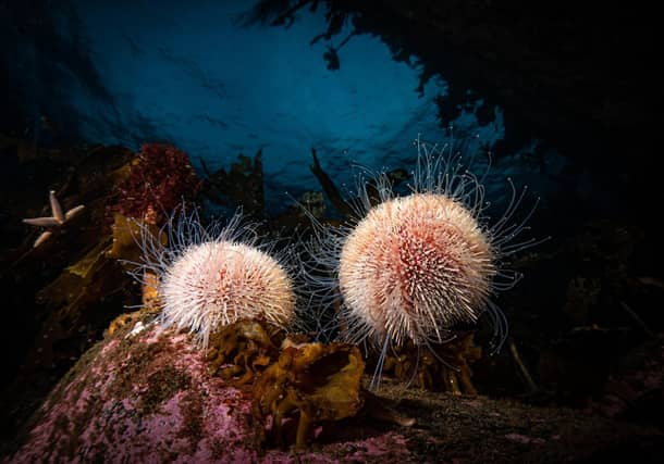 Lerwick - Billy Arthur
"I’ve always been fascinated by sea urchins and how delicate they are, it’s always satisfying to find a completely intact shell when beach combing. They’re abundant in the waters around Shetland and these two were sitting proud on a section of rocky reef - the natural twilight lit surface really made them stand out."