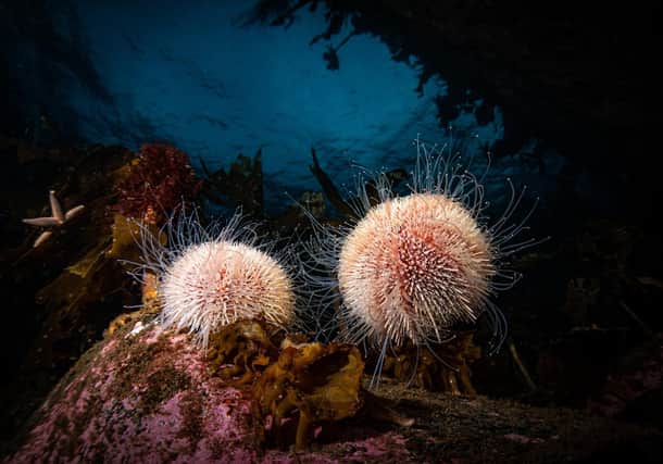 Lerwick - Billy Arthur
"I’ve always been fascinated by sea urchins and how delicate they are, it’s always satisfying to find a completely intact shell when beach combing. They’re abundant in the waters around Shetland and these two were sitting proud on a section of rocky reef - the natural twilight lit surface really made them stand out."