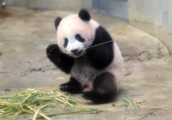 There are so many zoos and wildlife parks that have cameras focused on animals to let you watch them from your own home.