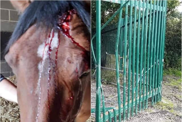 A horse was seriously injured in an attempted theft in Rotherham