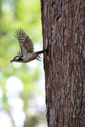 Woodpecker taken by Mariam Dawson