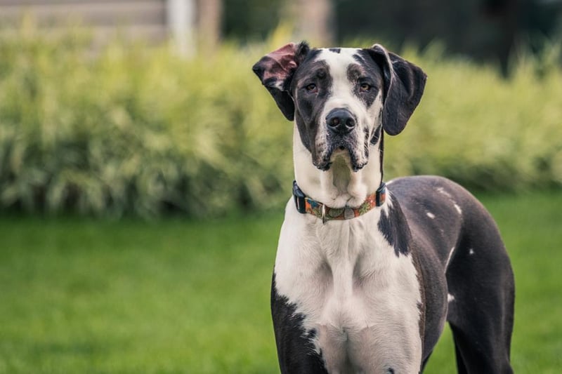 Great Danes usually measure between 71-76 cm tall. They are an intelligent breed, very playful and love spending time with their family (Photo: Shutterstock)
