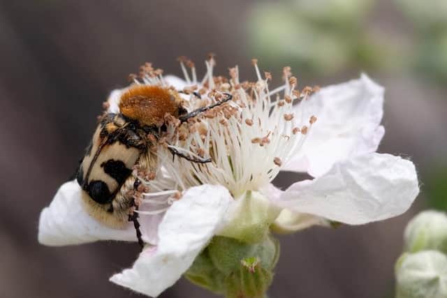 The bee chafer beetle is one of the insects Sheffield and Rotherham Wildlife Trust hope to protect by urging people to ditch turf.
