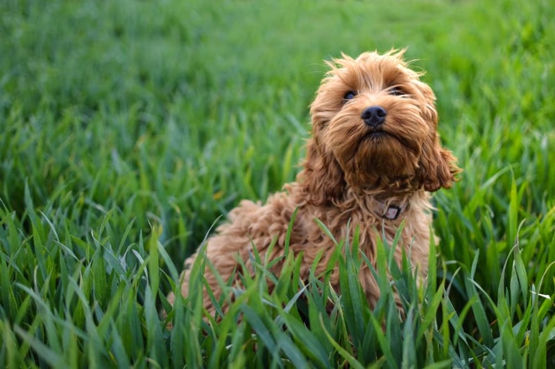 The UK’s favourite pooch was found to be the beloved Cockapoo.