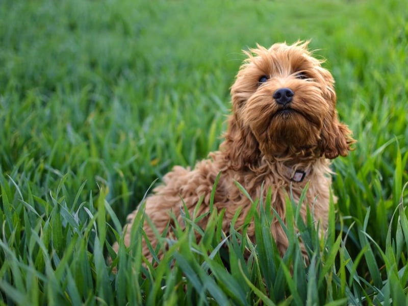The UK’s favourite pooch was found to be the beloved Cockapoo.