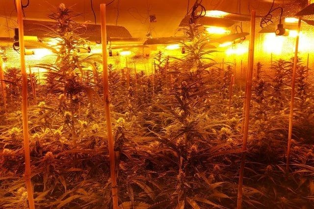 Cannabis plants need light to grow, look out for properties with bright lighting at all times of the day and night.