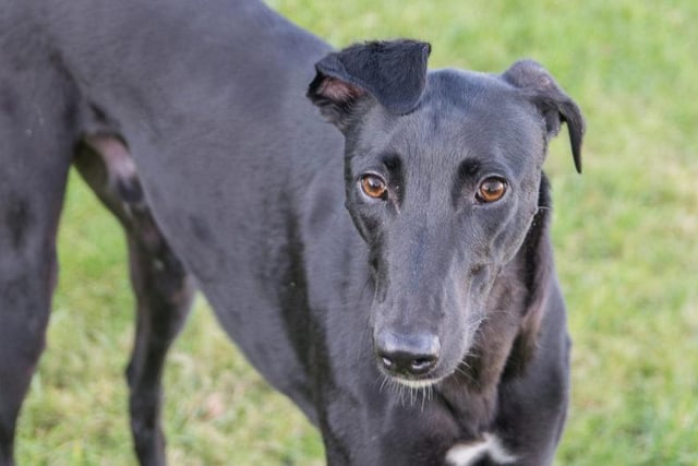 Nicholas is a 1 year old male Lurcher who has bags of energy and loves running around the paddock. He also loves getting cuddles and being made a fuss over. He’s looking for an adult only home without any other pets