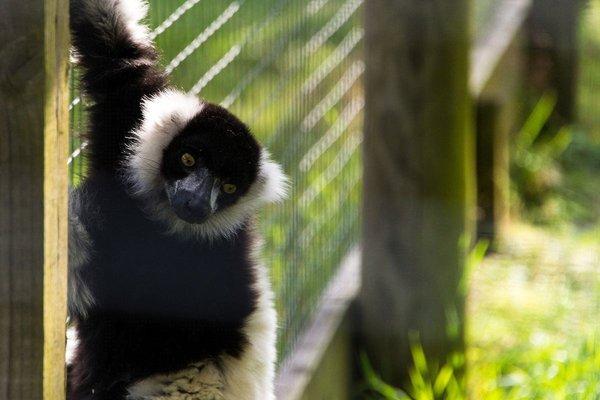 Some of the animals are more exotic, including lemurs and meerkats
