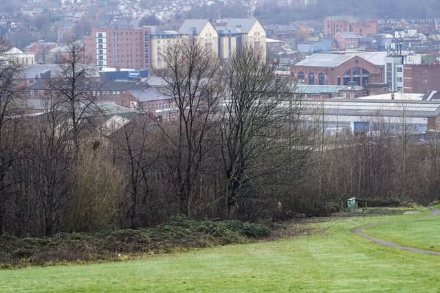 Sheffield Green Parents are calling for an ecological or biodiversity emergency. Picture Scott Merrylees
