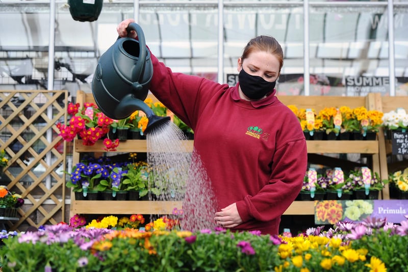 Aimee Lapsley was hard at work caring for plants aplenty as Torwood Garden Centre re-opened to customers