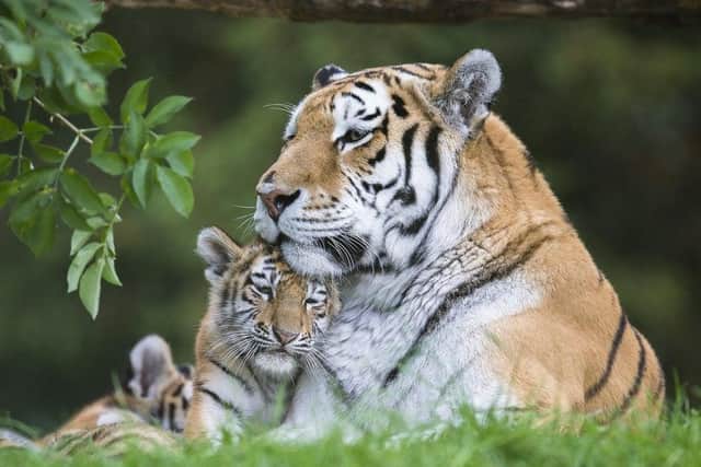 Marwell Zoo will close tomorrow due to Storm Eunice. Picture: Marwell Zoo