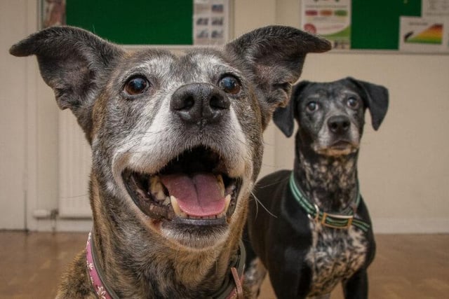 Mia and Sophie are 10 years and 8 years old respectively, and are a Lab/Staffie and Lab/Pointer mix. They are a mother and daughter duo and they’re very loving and affectionate, but will need a home without other pets