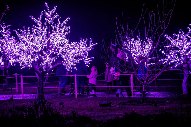 Twinkly lights cover trees to look like blossom.