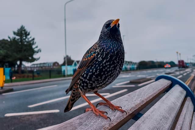 Kylie's incredible close-up photo of a starling in Eastney is proof nature has come out to play during lockdown.