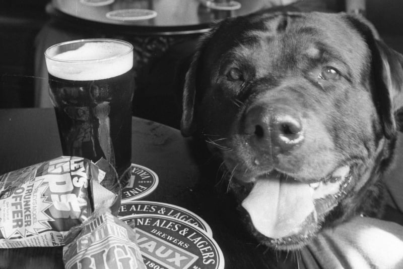 Fritz the dog loves his beer and here he is in the Travellers Rest at Boldon in September, 1986.