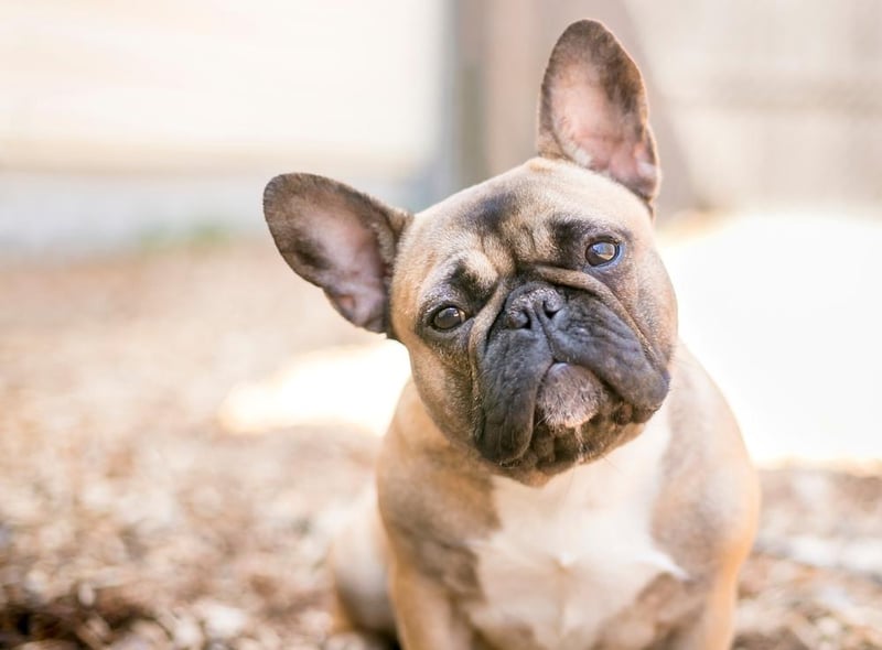 French bulldogs were the most popular breed in 2020. Demand for this small breed reportedly soared during the pandemic.
