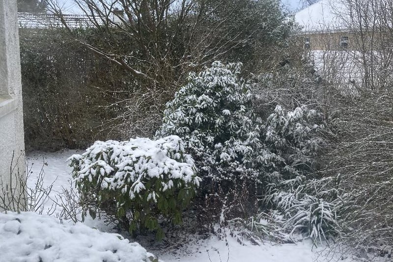 A snow covered garden this morning in East Renfrewshire.