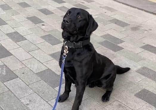 Police dog Roscoe, who helped police find 18 people with drugs in Sheffield city centre