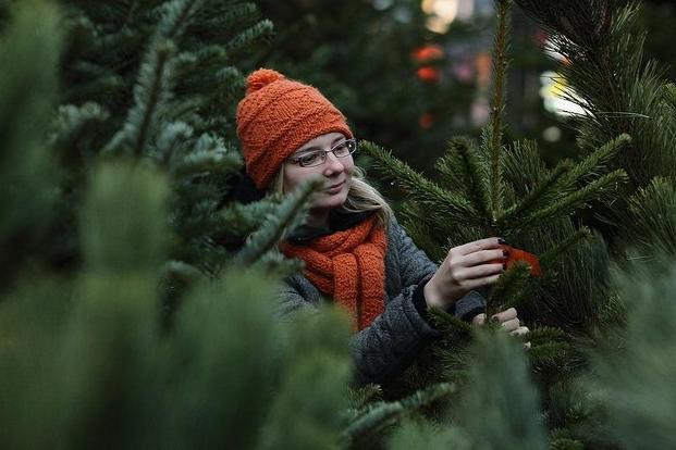 The Dukeries Notcutts garden centre at Welbeck is open every day until Christmas to help you choose your real tree. Experts are on hand, and trees can even be delivered to your home for a small charge. Select from freshly cut trees to potted ones that can be planted in the garden after the festive season and will bring joy for years to come.