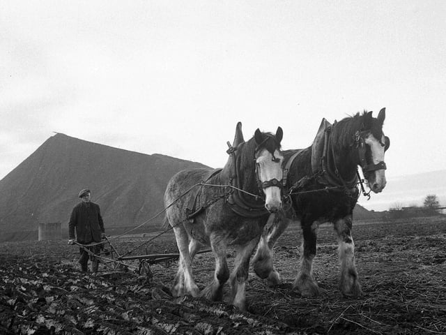 Mr Thomas Thomson guides Dick and Punch along straight and narrow at South Gilmerton Farm with bing in the background.