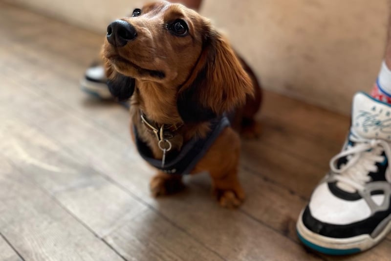 Gus the long-haired dachshund is a real regular at Modern Standard Coffee. He would order a flat white and a cinnamon bun, if he was human.
www.modernstandardcoffee.co.uk