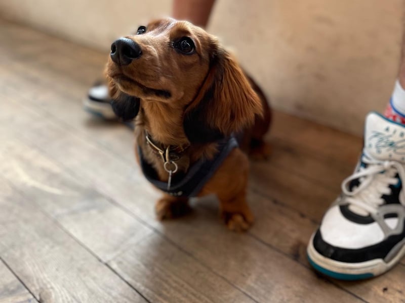 Gus the long-haired dachshund is a real regular at Modern Standard Coffee. He would order a flat white and a cinnamon bun, if he was human.
www.modernstandardcoffee.co.uk
