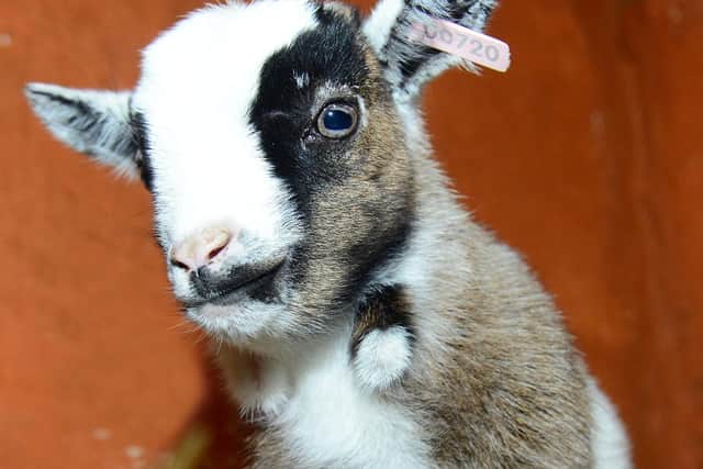 A kid goat at Graves Park Animal Farm. Picture: Scott Merrylees