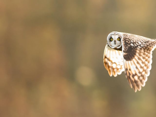 Runner up - Short eared owl in Waltham Abbey, Essex.