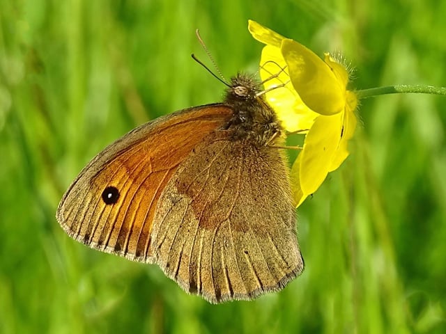 A Meadow Brown butterfly