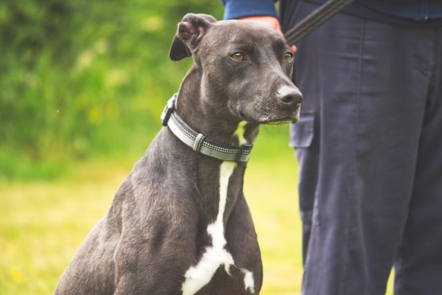 Dexter is a 4-year-old Greyhound. He is shy and needs someone who can help him grow in confidence. He has a loving nature, he is friendly and he walks incredibly well on a lead.