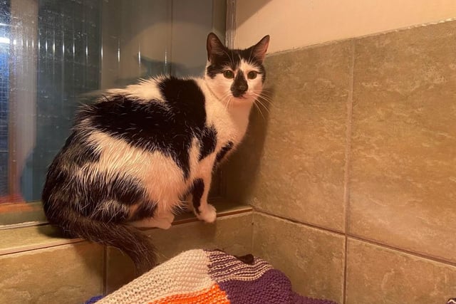 Sapphire is finding cattery life a little scary so would like to move into her forever home soon. She would benefit from a family that understands she will require time and patience to build up her trust. Once she becomes comfortable with you, she is a sweet girl who will meow for cuddles.