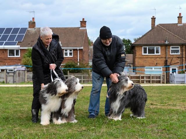 Dogs of all breeds entered, including this lovely trio