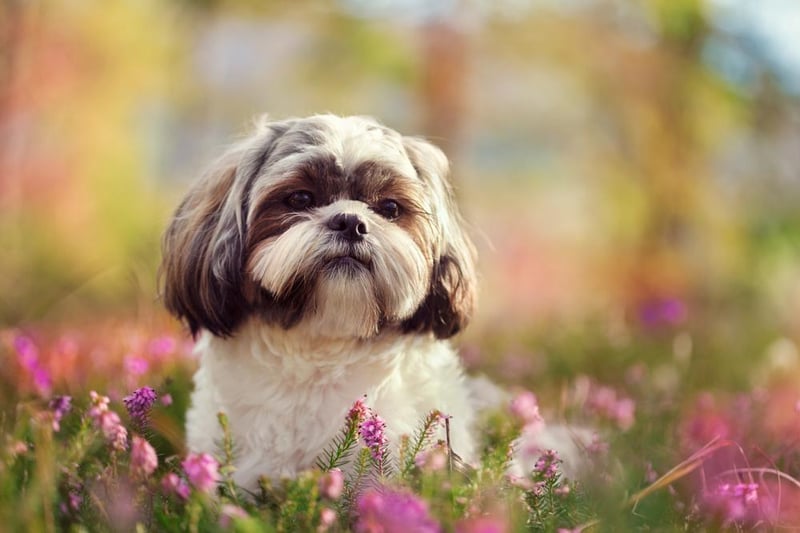 The Shih Tzu claimed the final spot in the top 10, with 165,00 searches last year.